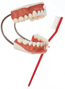 Model of a Set of Teeth (ES 22)