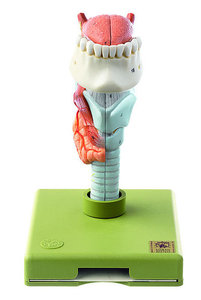 Larynx with Tongue (GS 4)