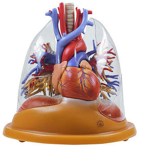Heart-Lung Table Model (HS 8/2)