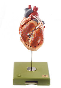 Model of the Heart with Bypass Vessels (Aortic Coronary Venous Bypass) (HS 15/1)
