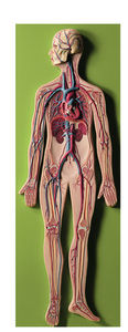 Circulatory System (HS 10)