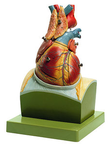 Heart on Diaphragm Base (HS 22)