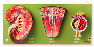 Kidney, Nephron and Glomerulus (LS 9)