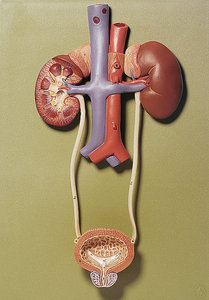 Urinary Organs (LS 3/1)