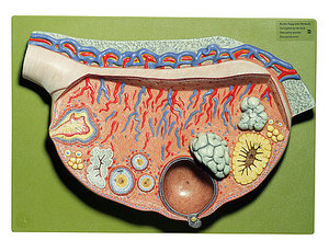 Relief Model of the Ovary (MS 51)