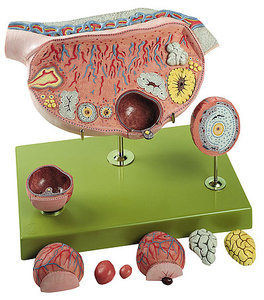 Model of the Ovary (MS 50)