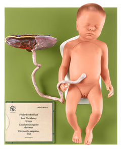 Female Fetus (MS 16/1)