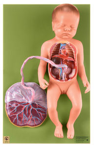 Fetal Circulatory System (MS 16)