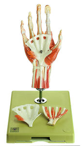 Surgical Hand Model (NS 13/1)