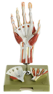 Surgical Hand Model in a didactic Colour-Scheme (NS 13/1-E)