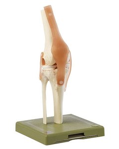 Functional Model of the Knee Joint (NS 50)