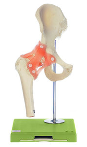 Functional Model of the Hip Joint (NS 51)