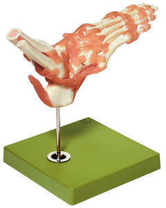 Functional Model of the Ankle Joints (NS 54)