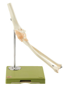 Functional Model of the Elbow Joint (NS 52)