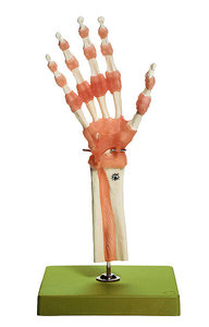 Functional Model of the Hand and Finger Joints (NS 55)