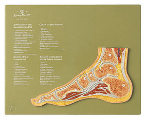 Section through a Normal Foot (NS 47)