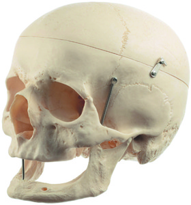 Artificial Human Skull (QS 7/7)