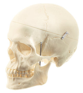 Artificial Human Skull, Female (QS 7/6)