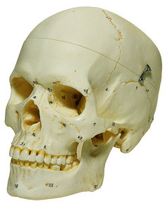 Artificial Human Skull, Female (QS 7/6-1)