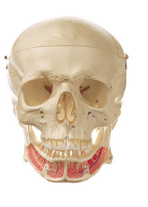 Artificial Human Skull (QS 2/1)