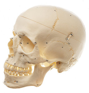 Artificial Human Skull (QS 7/1)