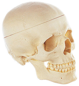 Artificial Human Skull (QS 7/E)