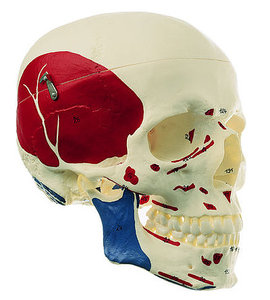 Artificial Human Skull (QS 7/5)