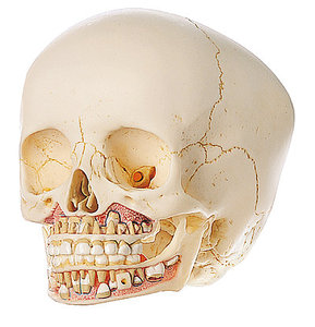 Artificial Skull of Child (QS 3/2)
