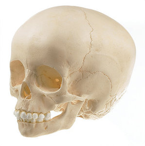 Artificial Skull of Child (QS 3/2-E)