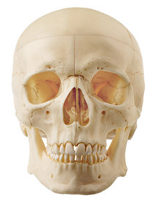 Artificial Human Skull (QS 7/8-E)