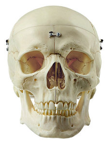 Artificial Human Skull (QS 7/9-E)