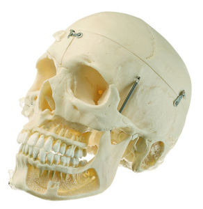 Artificial Skull of an Adult (QS 8/10)