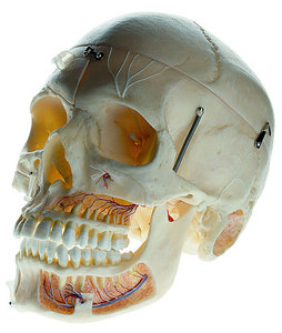 Artificial Demonstration Skull of an Adult (QS 8/11)