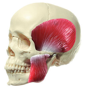 18-Part Model of the Skull with Muscles of Mastication (QS 8/218M)