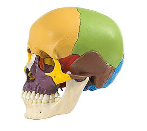 14-Part Coloured Model of the Human Skull (QS 8/3)