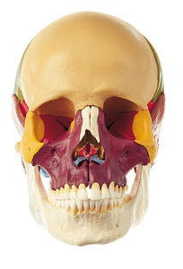 18-Part Coloured Model of the Skull (QS 8/318)
