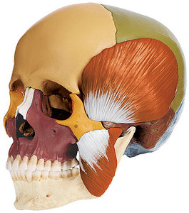14-Part Coloured Model of the Skull with Muscles of Mastication (QS 8/3M)