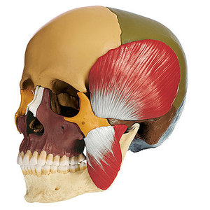 18-Part Coloured Model of the Skull with Muscles of Mastication (QS 8/318M)