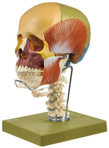 14-Part Coloured Model of the Skull with Cervical Vertebral Column, Hyoid Bone and Muscles of Mastic (QS 8/3C+M)