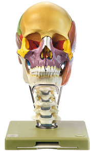 18-Part Coloured Model of the Skull with Cervical Vertebral Column, Hyoid Bone and Muscles of Mastic (QS 8/318C+M)