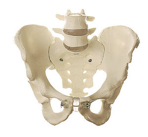 Skeleton of Male Pelvis (QS 16)