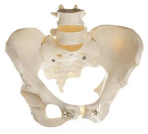 Skeleton of Female Pelvis (QS 26)