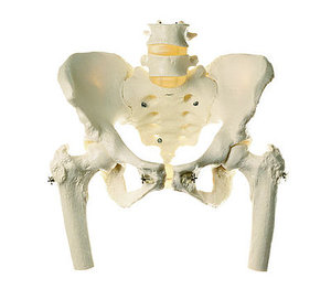 Skeleton of Female Pelvis (QS 27/1)