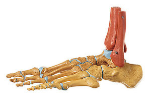 Skeleton of the Foot, Right (Rigid) (QS 22/2)