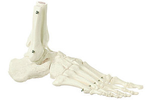 Skeleton of the Foot (Rigid) (QS 22/1)
