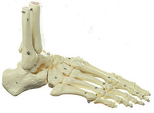 Skeleton of the Foot (Mounted on Wire) (QS 22)