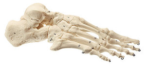 Skeleton of the Foot (Mounted on Wire) (QS 24)