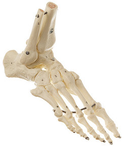 Skeleton of the Foot (Flexible Mounting) (QS 23)