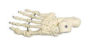 Skeleton of the Foot (Flexible Mounting) (QS 25)