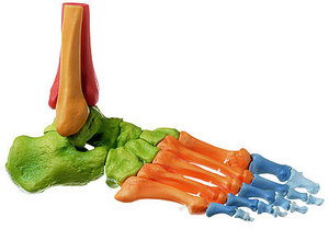 Skeleton of the Foot, Right (Movable Joints and Coloured) (QS 22/4)